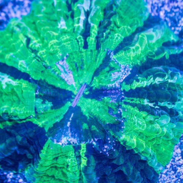 Neon Acanthophyllia