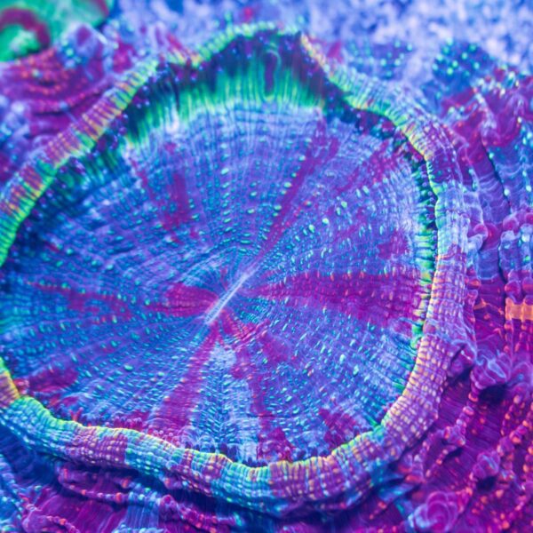 Rainbow Hologram Acanthophyllia