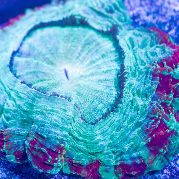 Unique Acanthophyllia