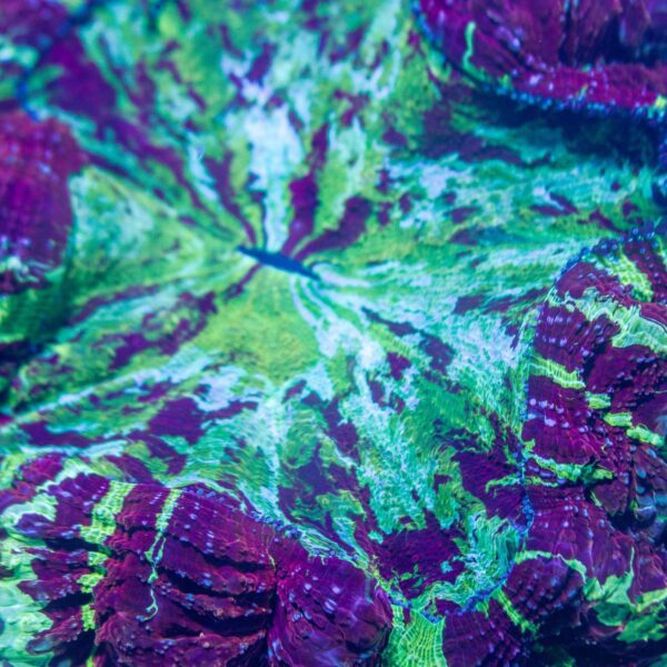 XL Jawbreaker Acanthophyllia