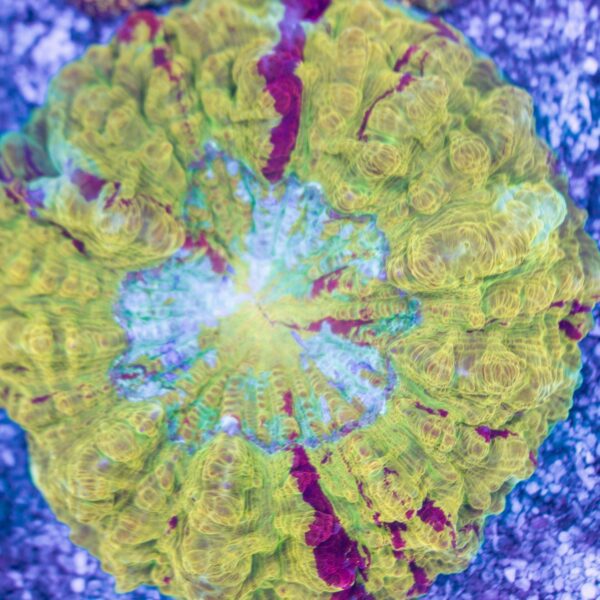 Incredible Acanthophyllia