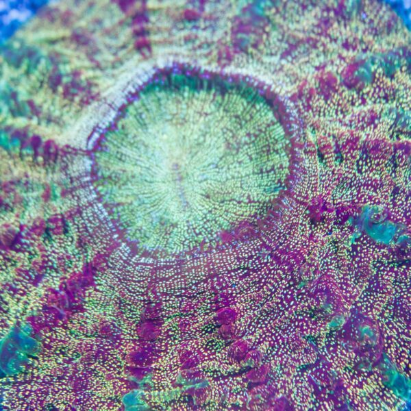 Lg Glitter Acanthophyllia
