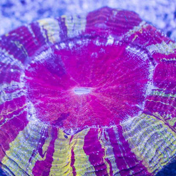 One Of A Kind Acanthophyllia