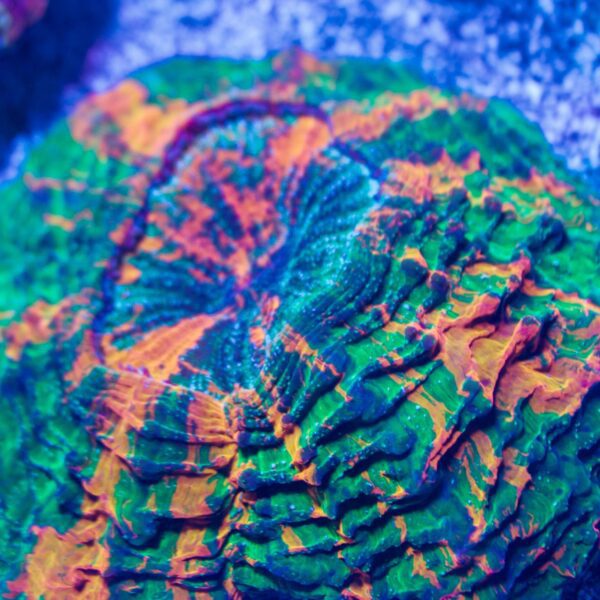 Green Monster Acanthophyllia