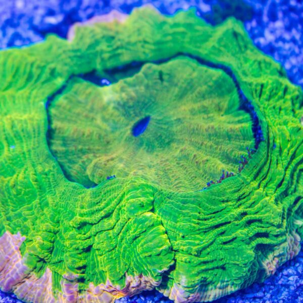 Unique Yellow/Pink Rim Acanthophyllia