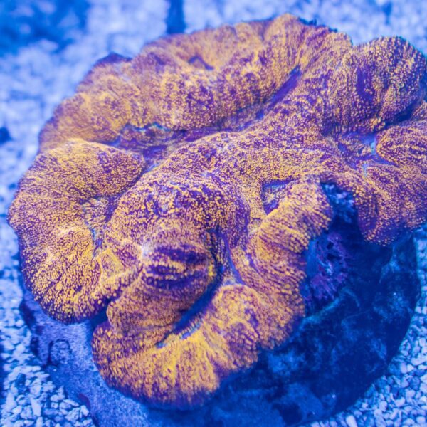 Neon Orange Glitter Symphyllia