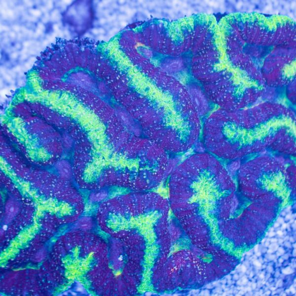 Unique Symphyllia