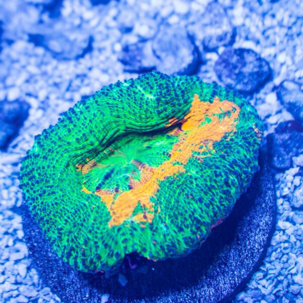 Rare Acan Maxima
