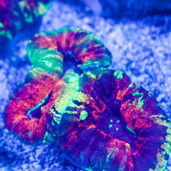 Incredible Rainbow Lobo
