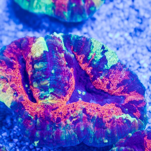 Incredible Rainbow Lobo