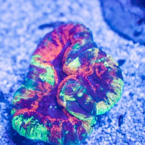 Incredible Rainbow Lobo