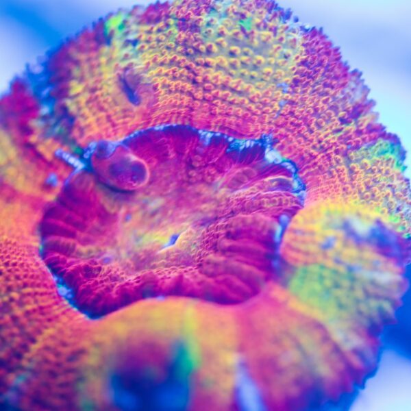 BSA Jawstopper Acan