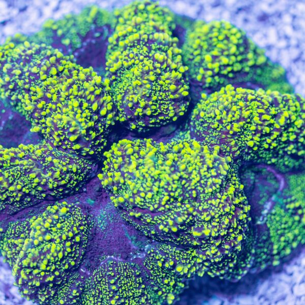 Radioactive Green Symphyllia