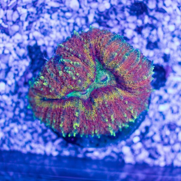 Unique Smyphyllia