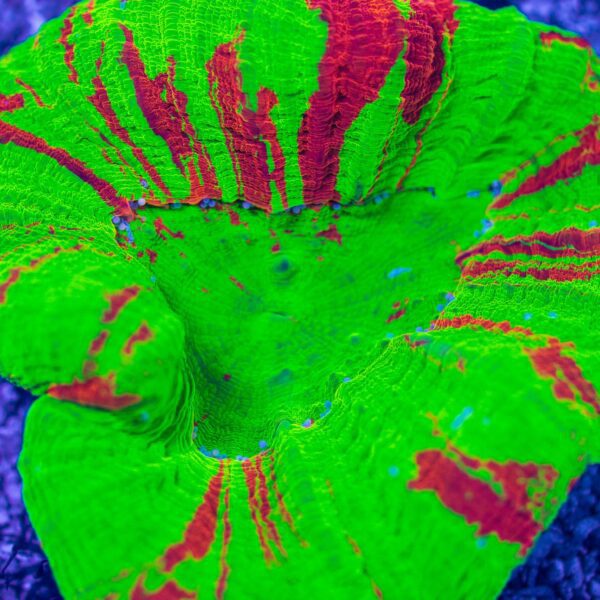 XL Bleeding Apple Scoly