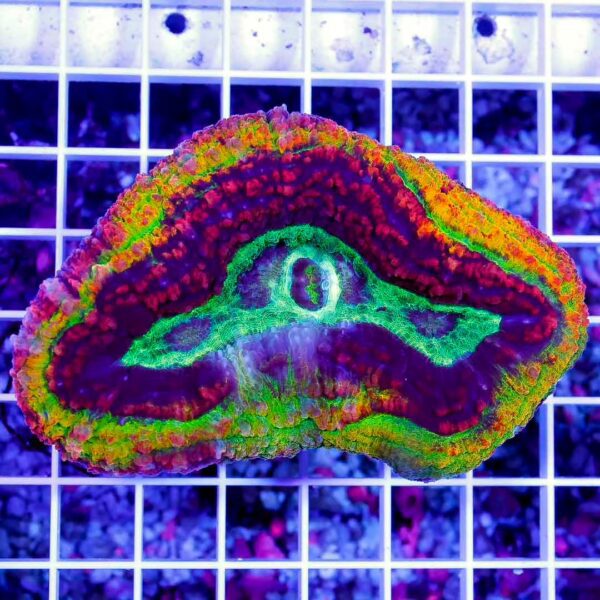 Rainbow Volcano Lobo