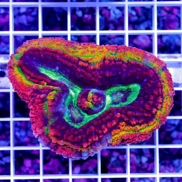 Rainbow Volcano Lobo