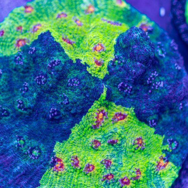 XL Crayola Meltdown Chalice Colony