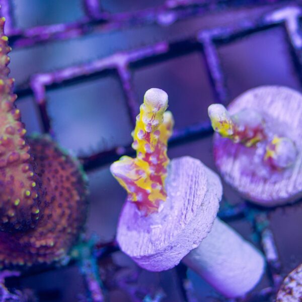 Grafted Golden Rod Anacropora