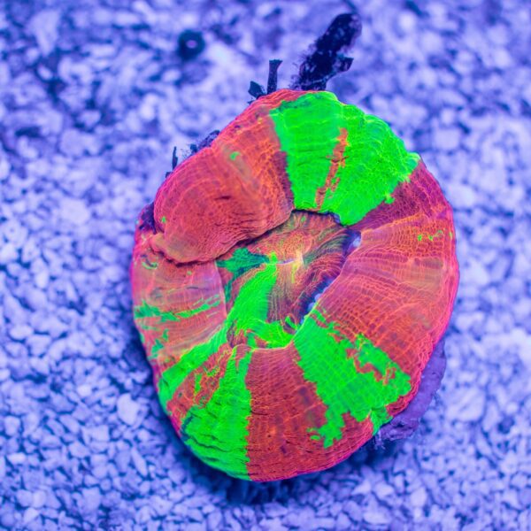Rainbow Apple Scoly