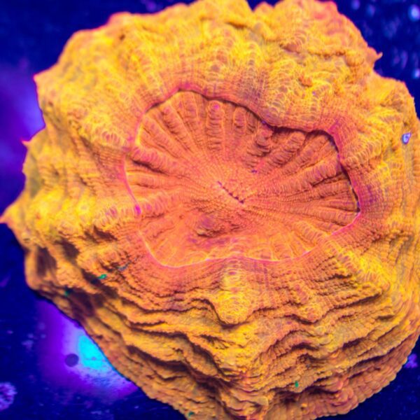 Radioactive Orange Acanthophyllia