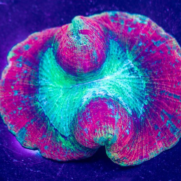 Rainbow Trachy