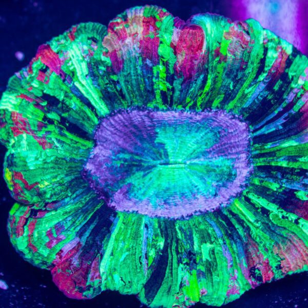 Crazy Pink/Green Rainbow Trachy