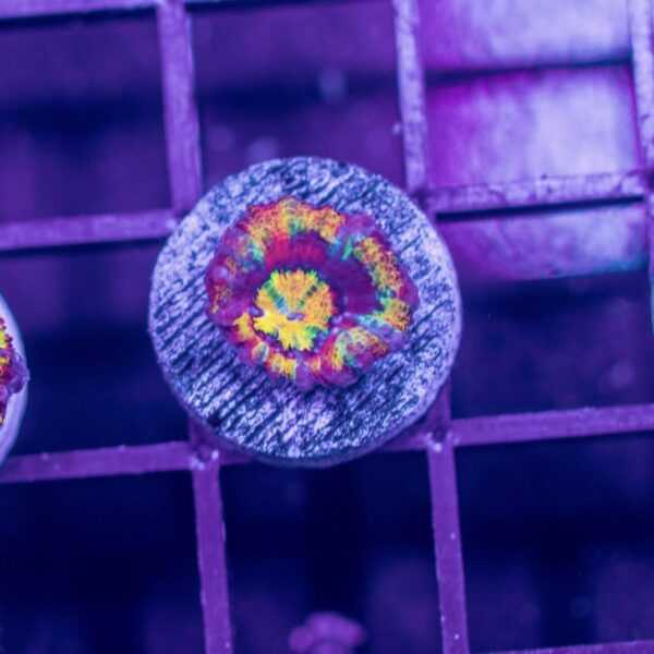 Rainbow Acan