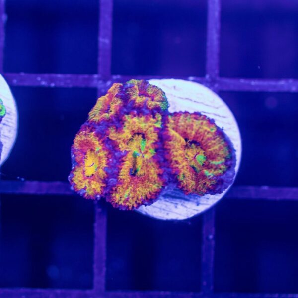 Rainbow Acans