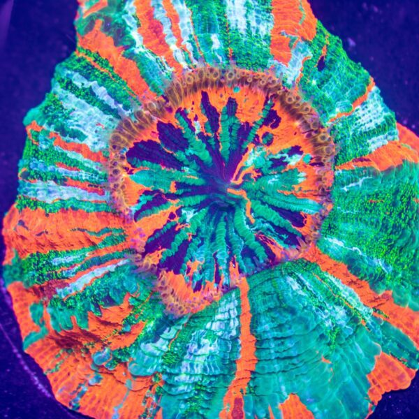 Rainbow Acanthophyllia