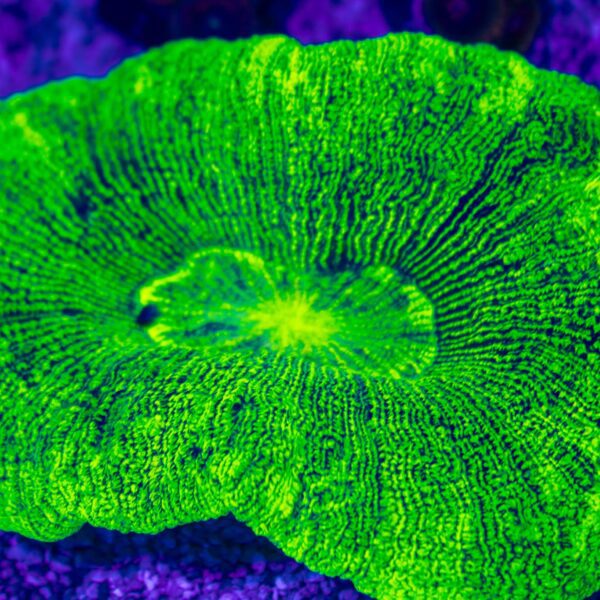 Crazy Bright Trachy