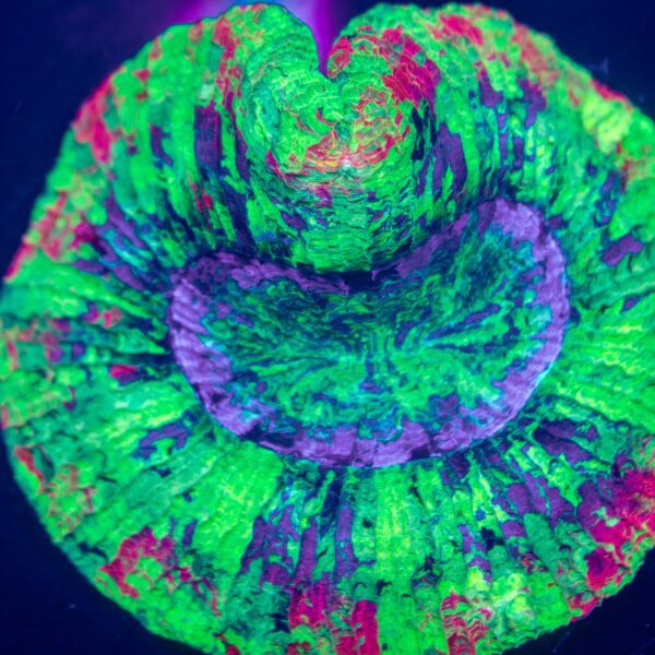 Blinding Rainbow Trachy