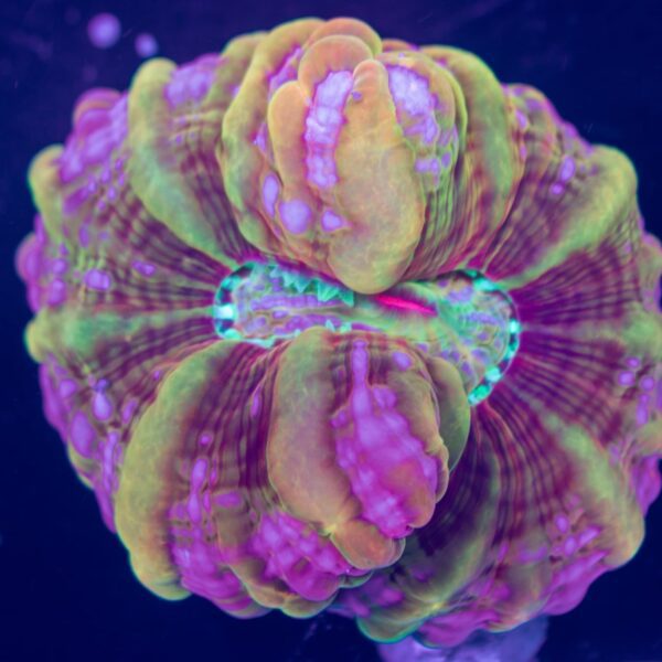 Incredible Neon Pink/Yellow Cynarina