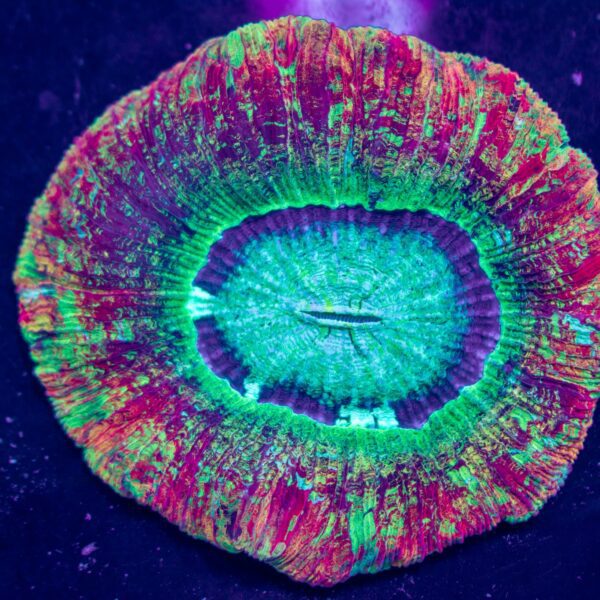 Rainbow Splatter Trachy